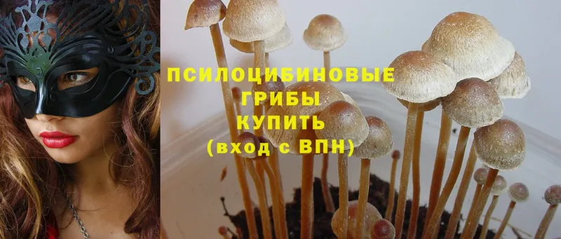 Псилоцибиновые грибы Psilocybe  где продают наркотики  Людиново 